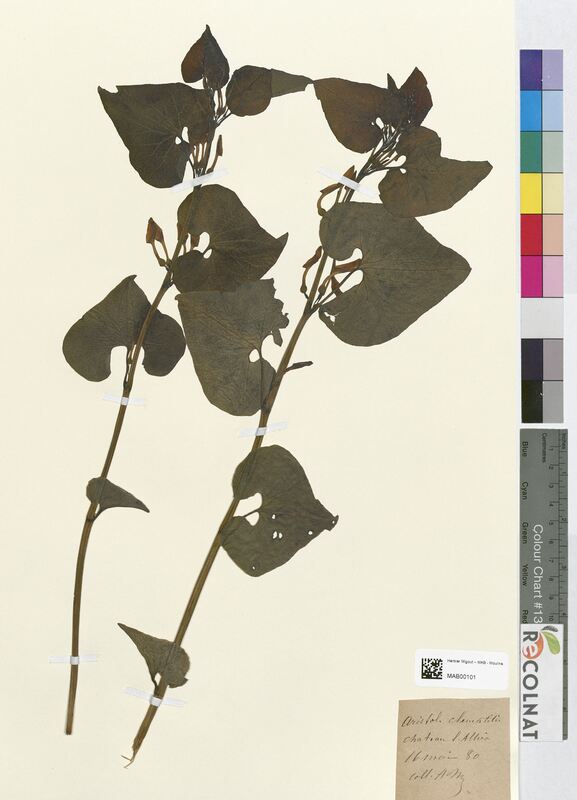 Aristolochia clematitis (Aristolochiaceae)