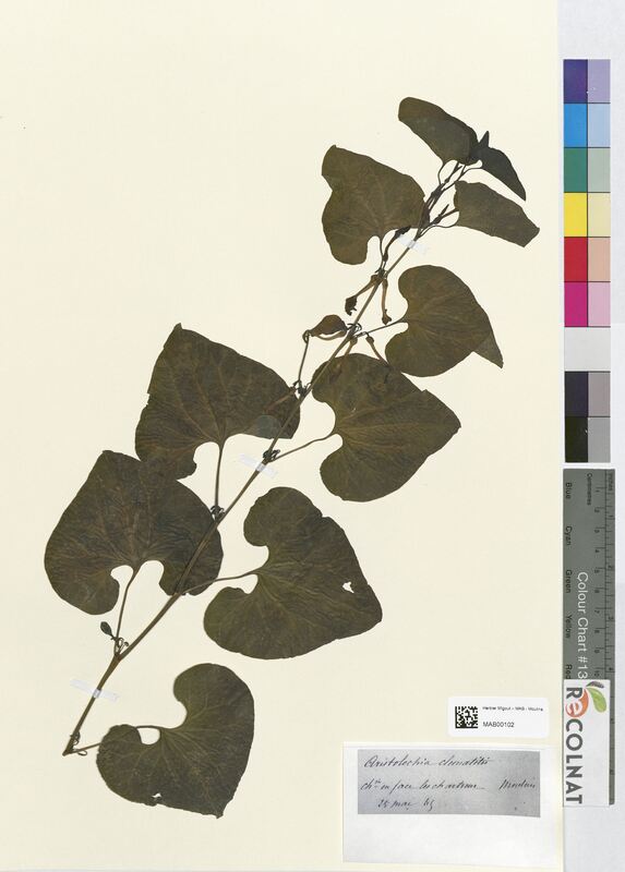 Aristolochia clematitis (Aristolochiaceae)