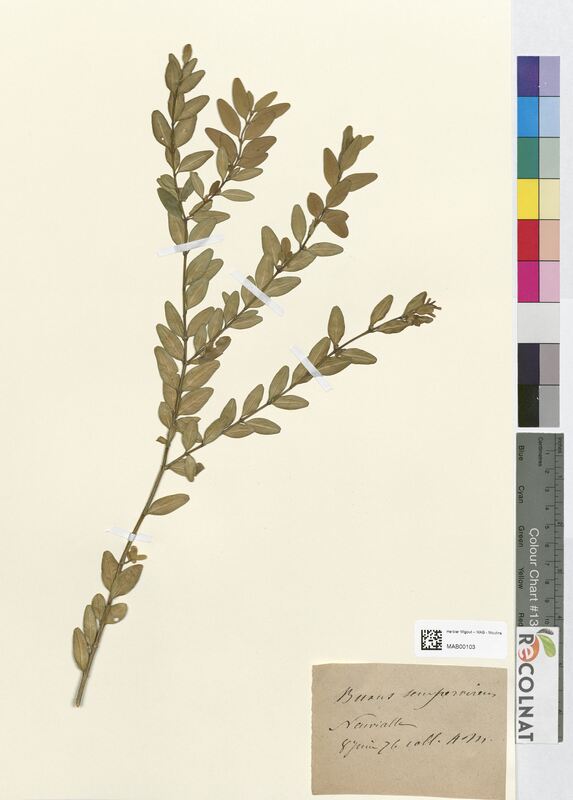 Buxus sempervirens (Buxaceae)