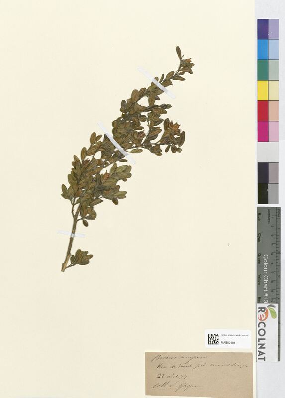 Buxus sempervirens (Buxaceae)