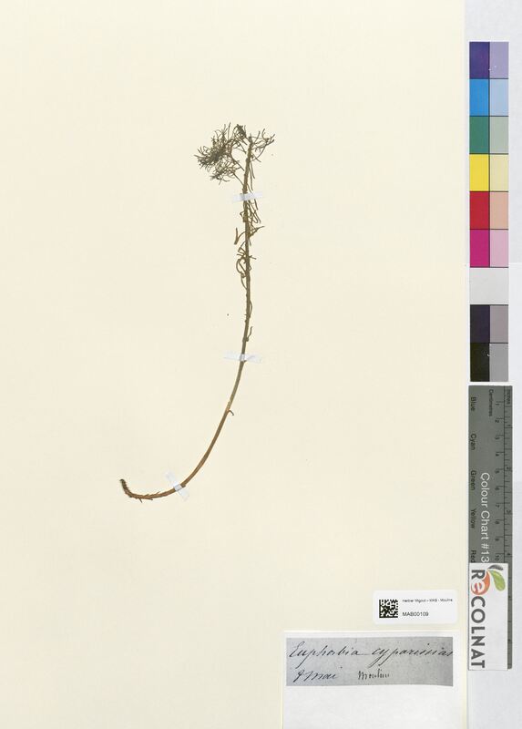 Euphorbia cyparissias (Euphorbiaceae)