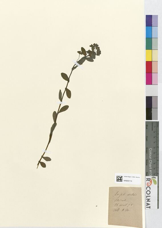 Euphorbia dulcis (Euphorbiaceae)