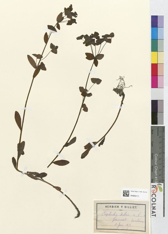 Euphorbia dulcis (Euphorbiaceae)