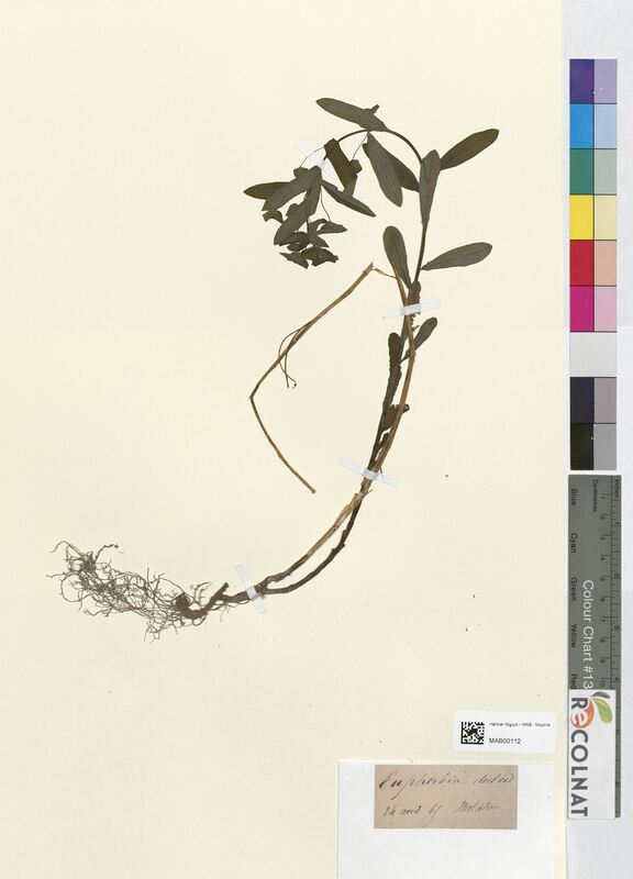 Euphorbia dulcis (Euphorbiaceae)