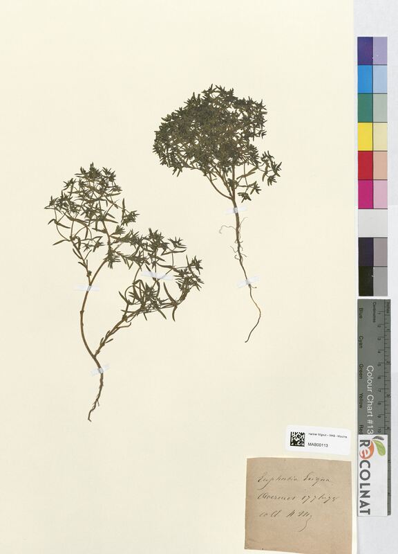 Euphorbia exigua (Euphorbiaceae)