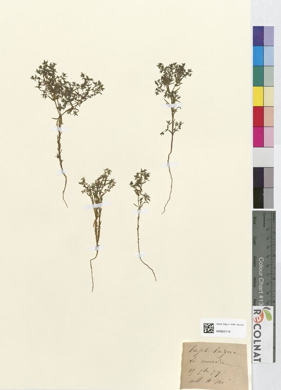 Euphorbia exigua (Euphorbiaceae)