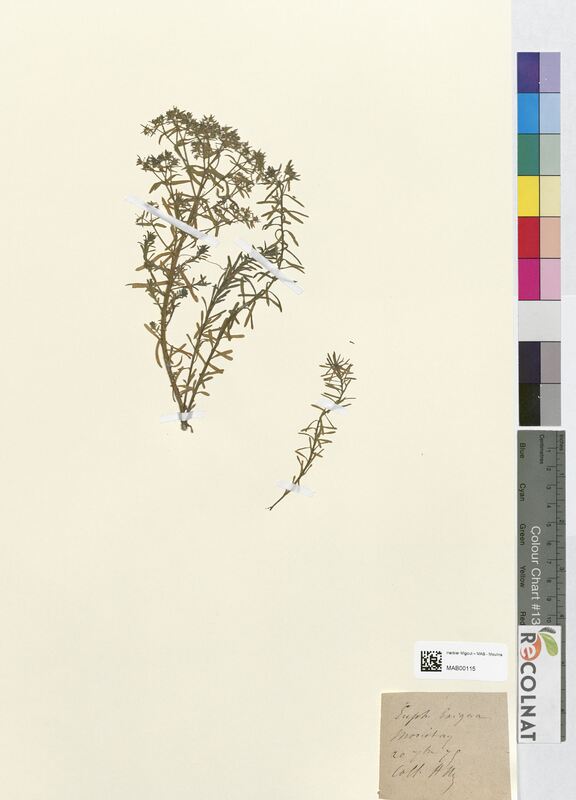 Euphorbia exigua (Euphorbiaceae)