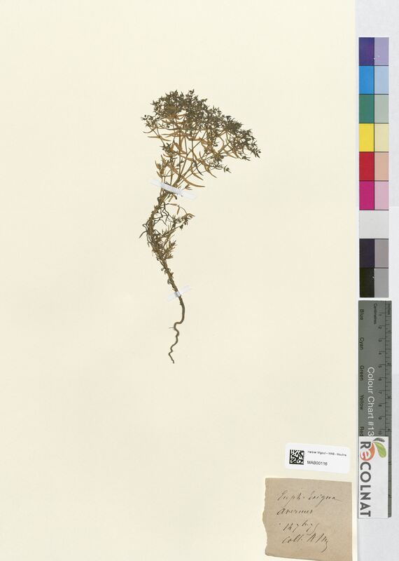 Euphorbia exigua (Euphorbiaceae)