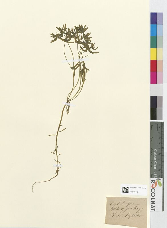 Euphorbia exigua (Euphorbiaceae)