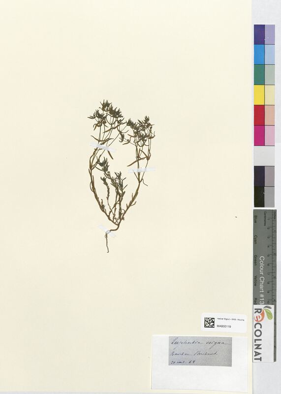 Euphorbia exigua (Euphorbiaceae)