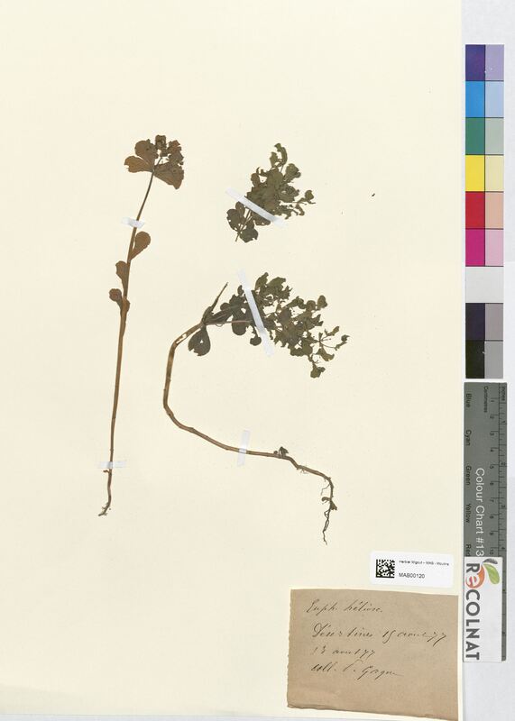 Euphorbia helioscopa (Euphorbiaceae)