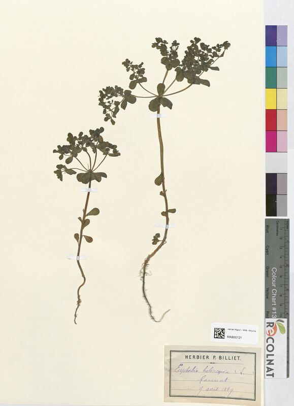 Euphorbia helioscopa (Euphorbiaceae)