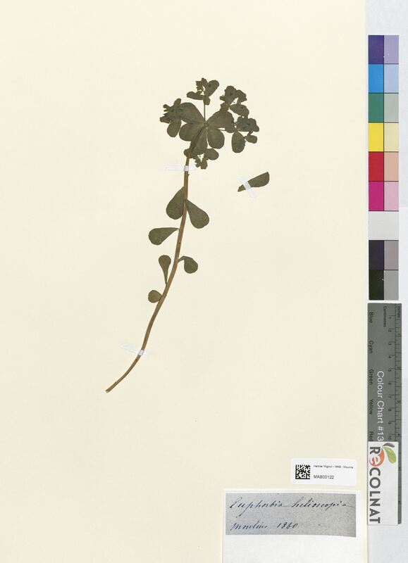 Euphorbia helioscopa (Euphorbiaceae)