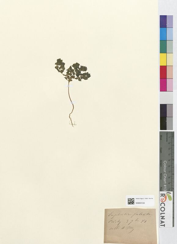 Euphorbia falcata (Euphorbiaceae)