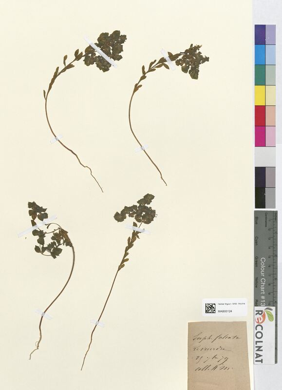 Euphorbia falcata (Euphorbiaceae)