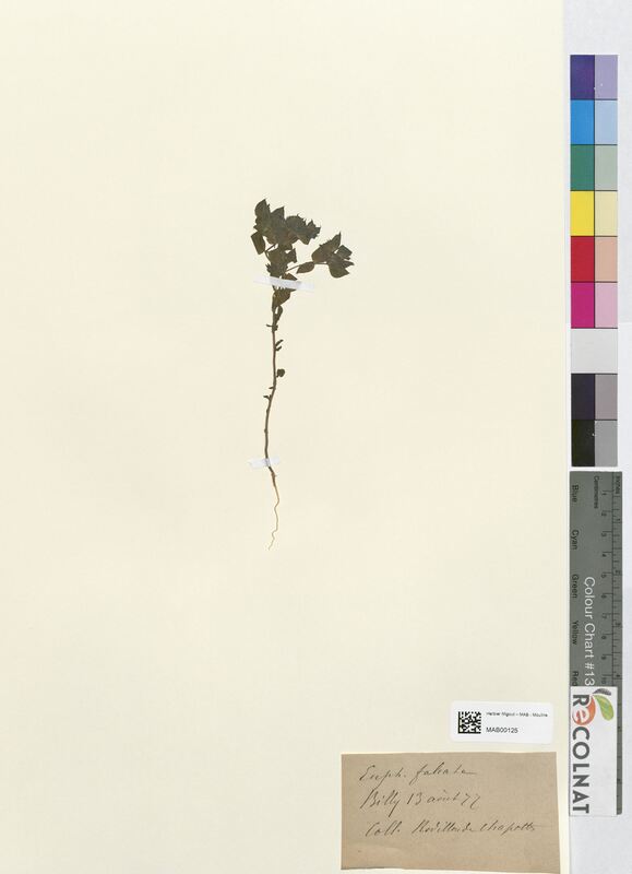 Euphorbia falcata (Euphorbiaceae)