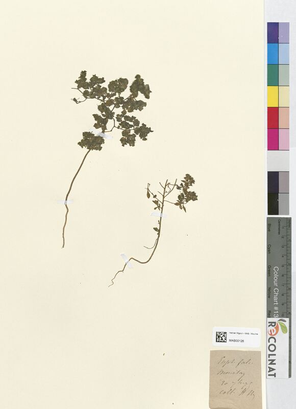 Euphorbia falcata (Euphorbiaceae)