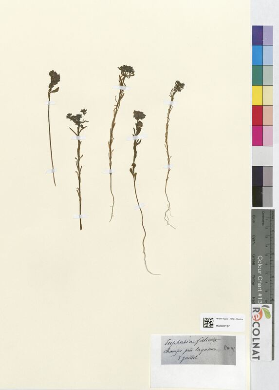 Euphorbia falcata (Euphorbiaceae)