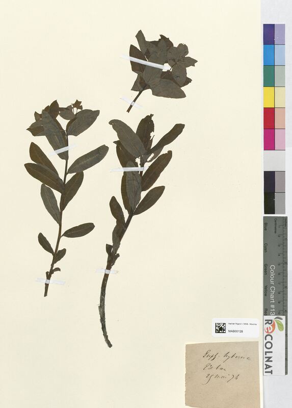 Euphorbia hyberna (Euphorbiaceae)