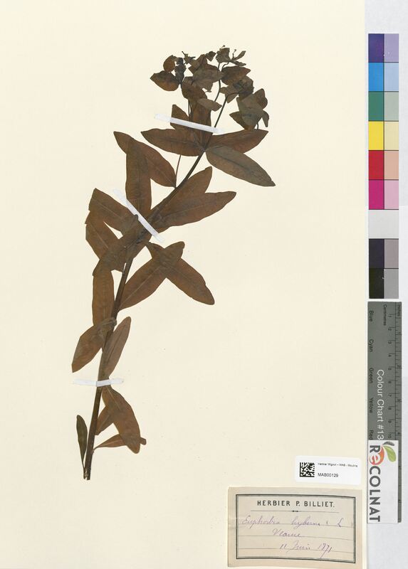 Euphorbia hyberna (Euphorbiaceae)