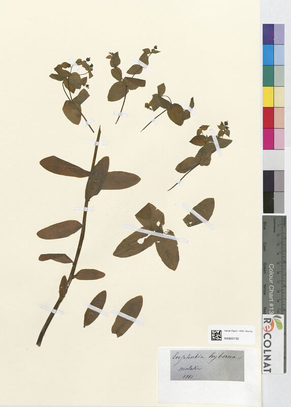 Euphorbia hyberna (Euphorbiaceae)