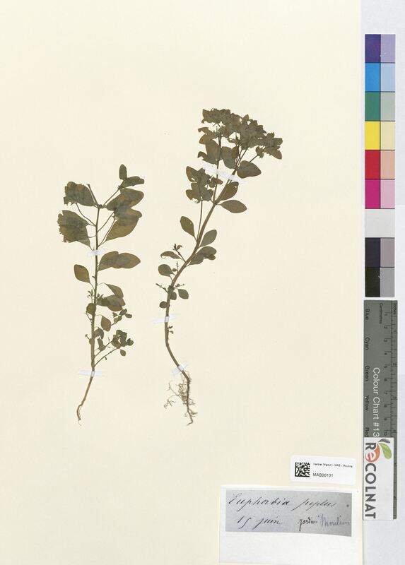 Euphorbia peplus (Euphorbiaceae)