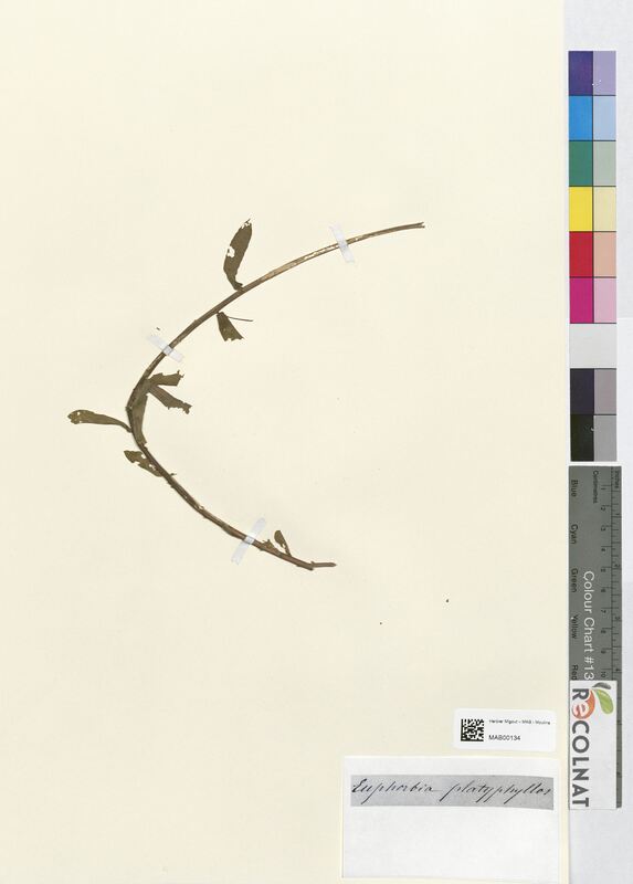 Euphorbia platyphyllos (Euphorbiaceae)