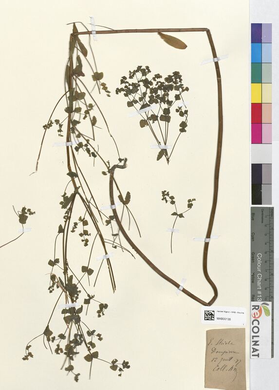 Euphorbia stricta (Euphorbiaceae)