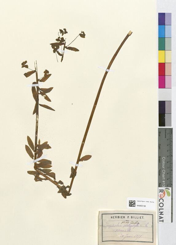 Euphorbia stricta (Euphorbiaceae)