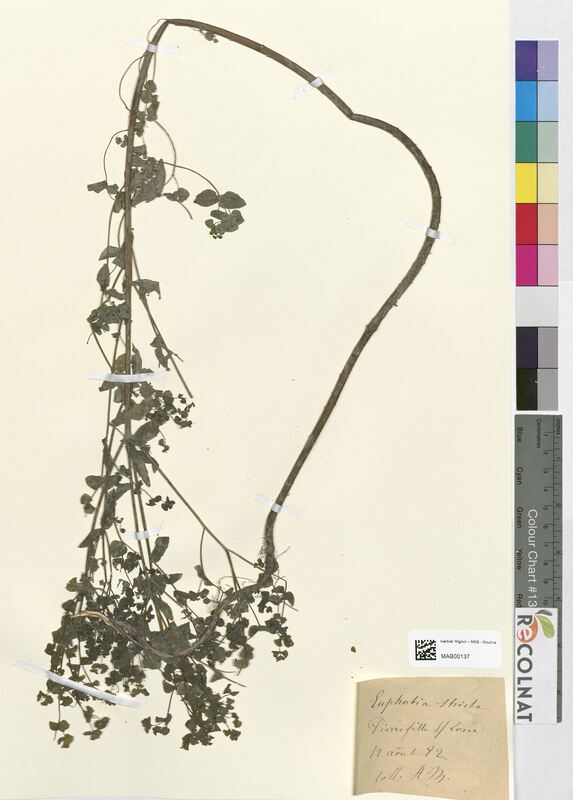 Euphorbia stricta (Euphorbiaceae)