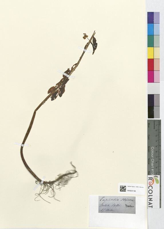 Euphorbia stricta (Euphorbiaceae)