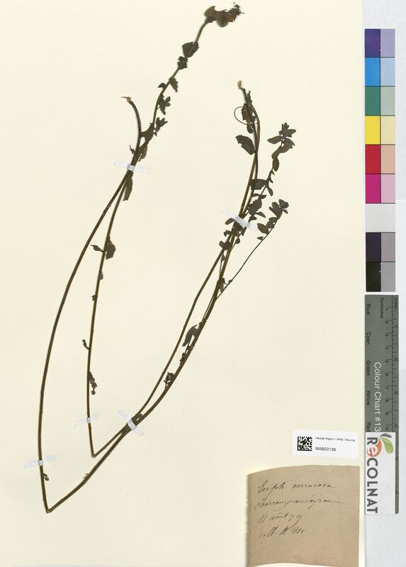 Euphorbia verrucosa (Euphorbiaceae)