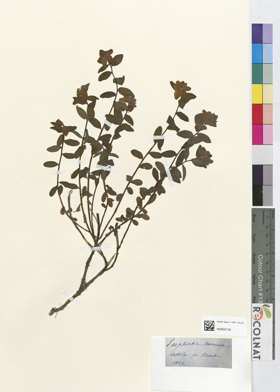 Euphorbia verrucosa (Euphorbiaceae)