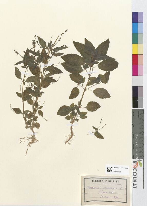 Mercurialis annua (Euphorbiaceae)