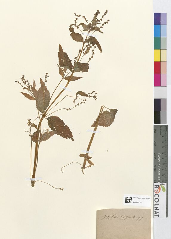 Mercurialis annua (Euphorbiaceae)