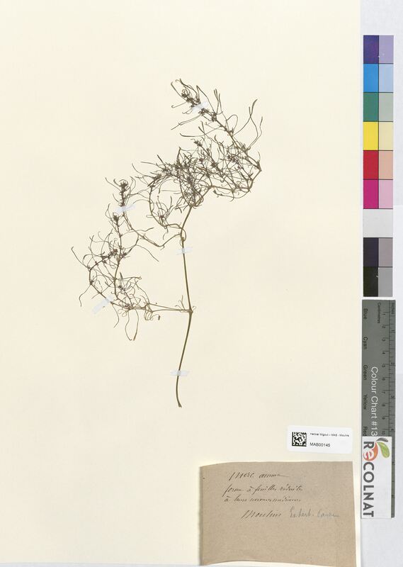 Mercurialis annua (Euphorbiaceae)