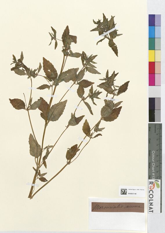 Mercurialis annua (Euphorbiaceae)