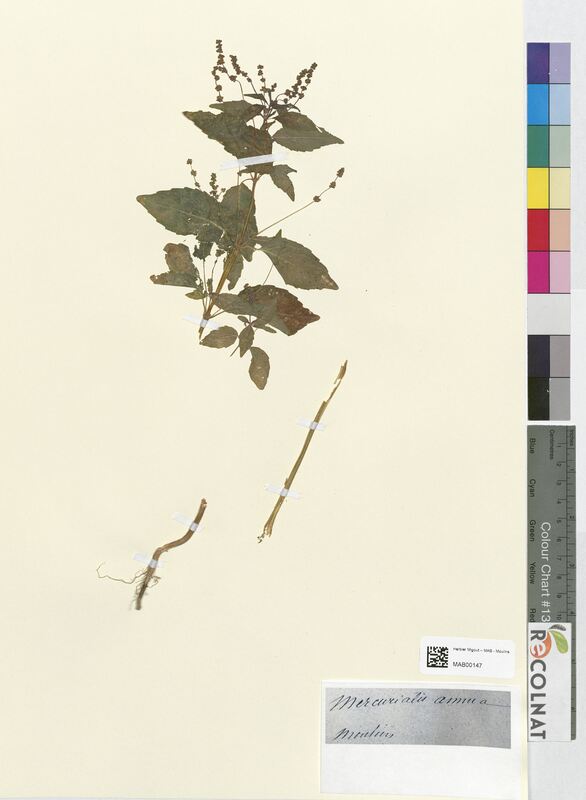 Mercurialis annua (Euphorbiaceae)