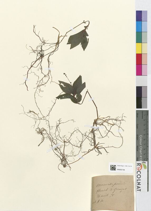 Mercurialis perennis (Euphorbiaceae)