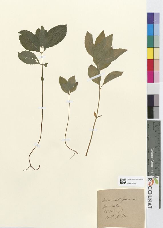 Mercurialis perennis (Euphorbiaceae)