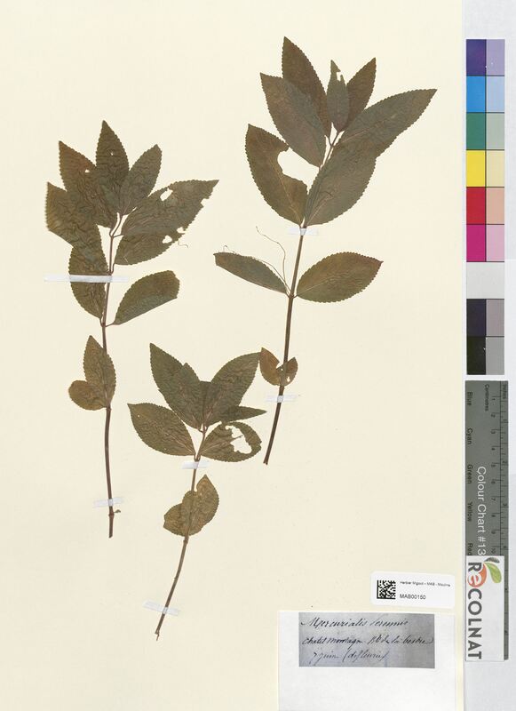 Mercurialis perennis (Euphorbiaceae)