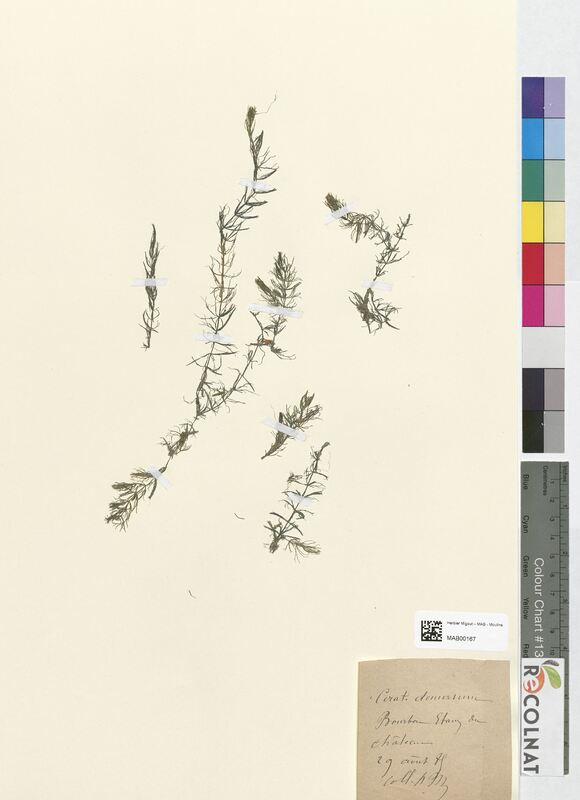 Ceratophyllum demersum (Ceratophyllaceae)