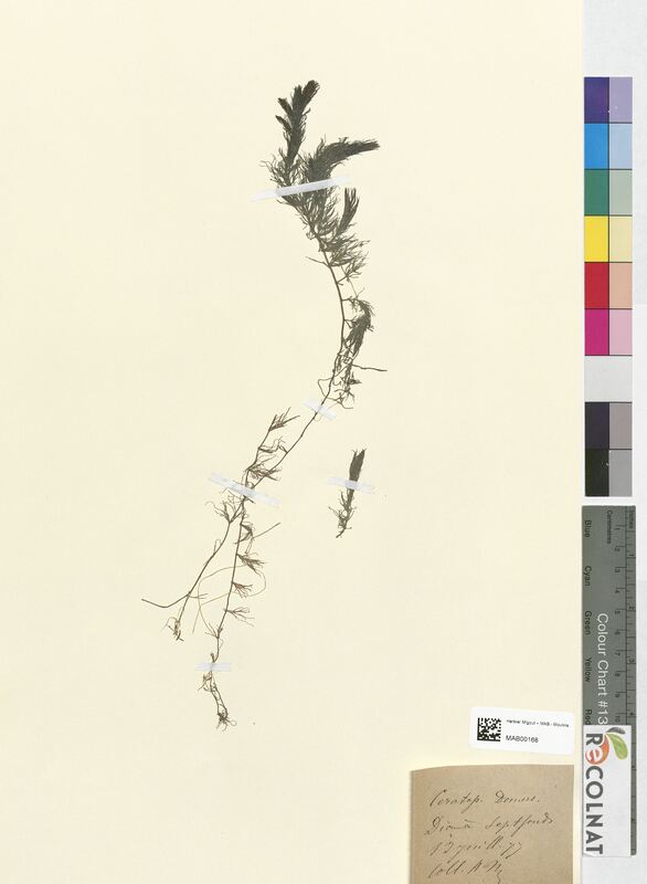 Ceratophyllum demersum (Ceratophyllaceae)