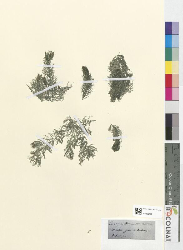 Ceratophyllum demersum (Ceratophyllaceae)