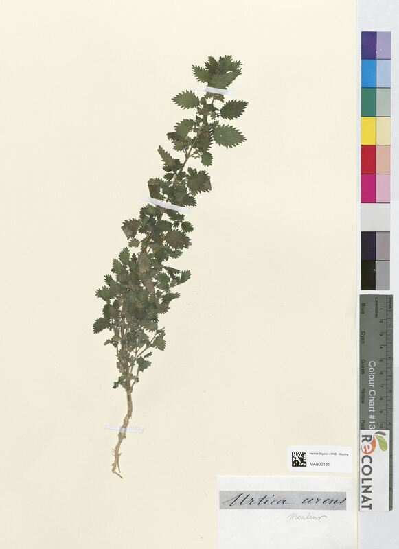 Urtica urens (Urticaceae)