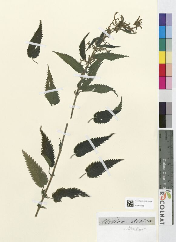 Urtica dioica (Urticaceae)