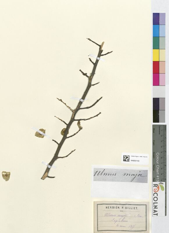 Ulmus major (Ulmaceae)