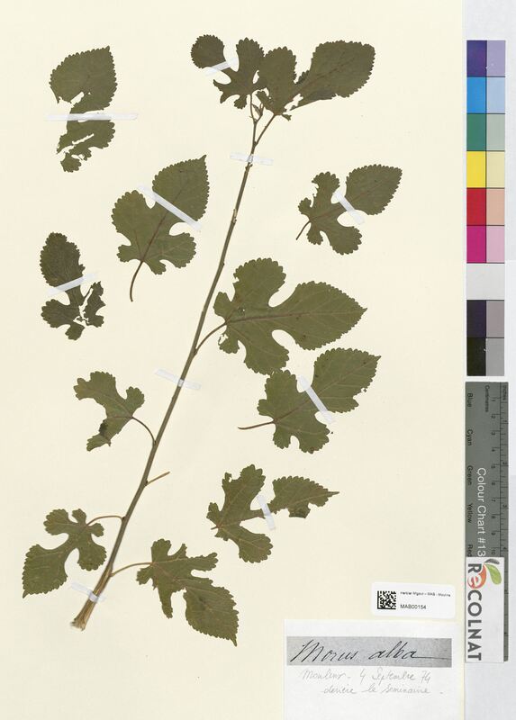 Morus alba (Moraceae)