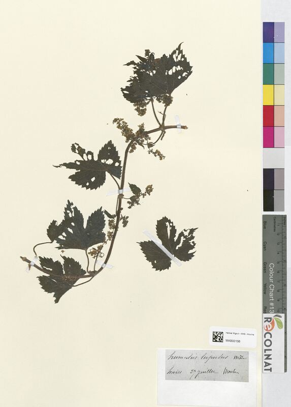 Humulus lupulus (Cannabaceae)