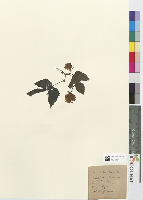 Humulus lupulus (Cannabaceae)